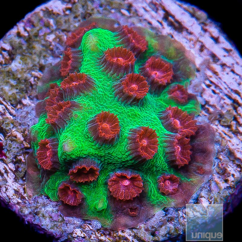 Jingle Bells Cyphastrea 32 15.JPG