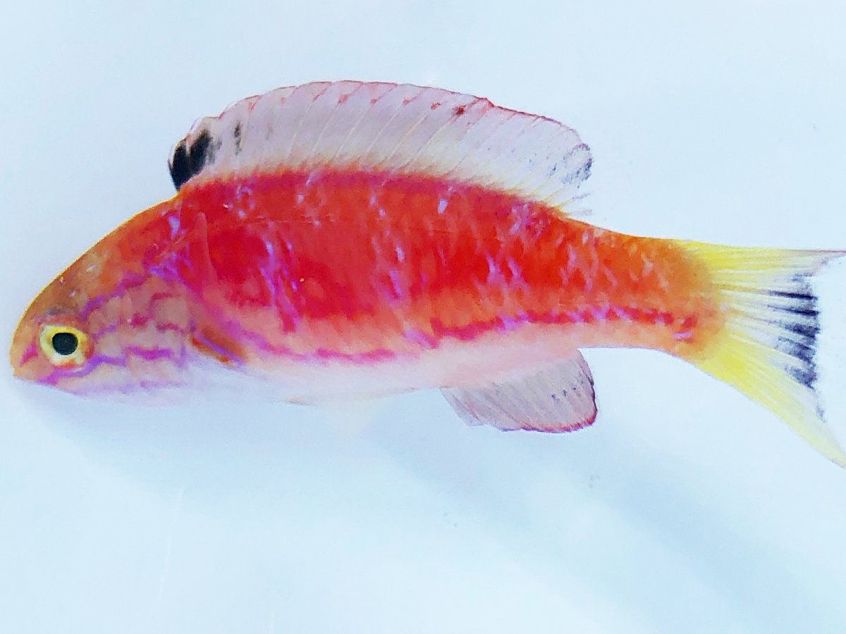 Johnsoni Wrasse 1.jpg