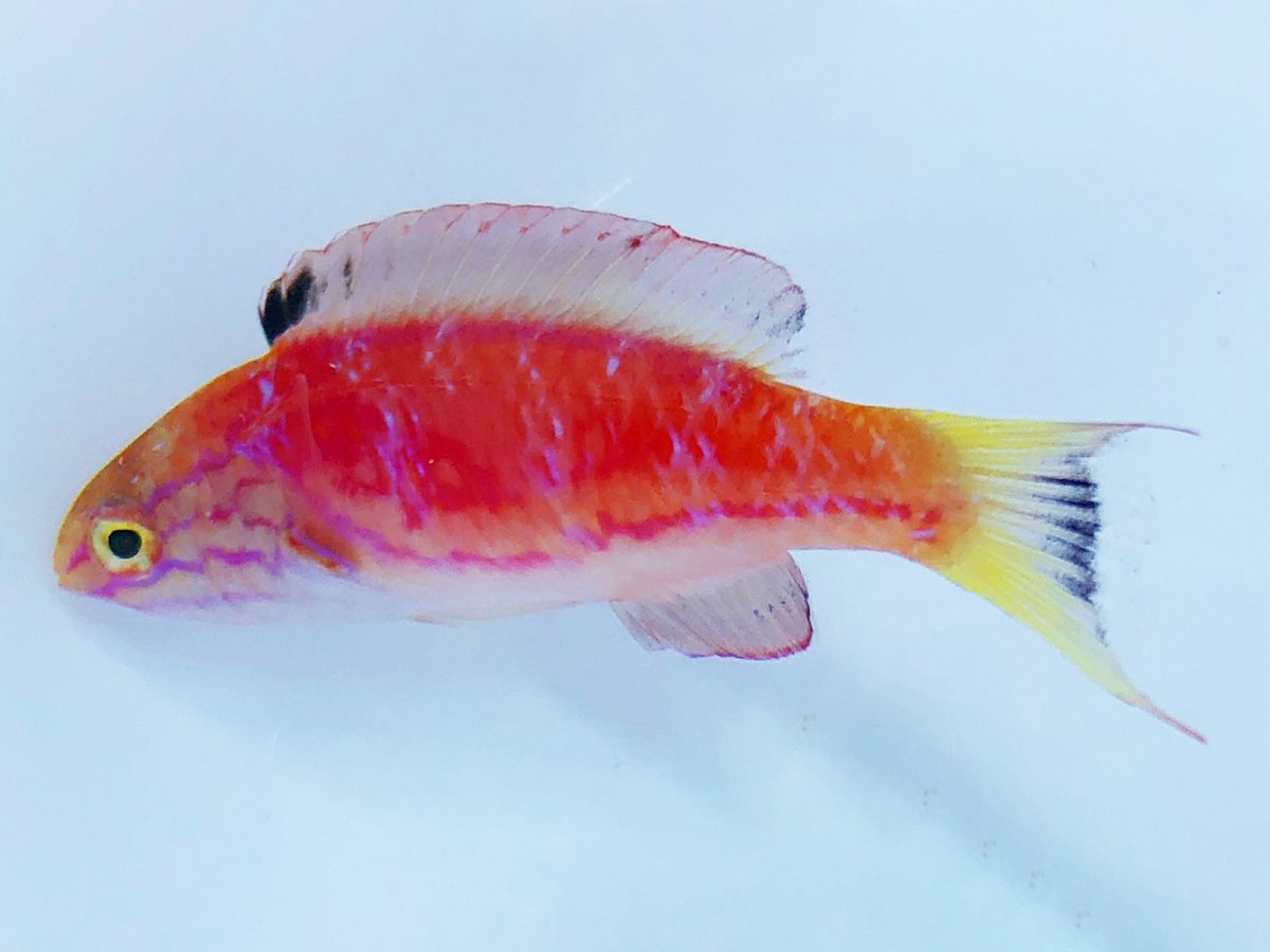 Johnsoni Wrasse 2.jpg