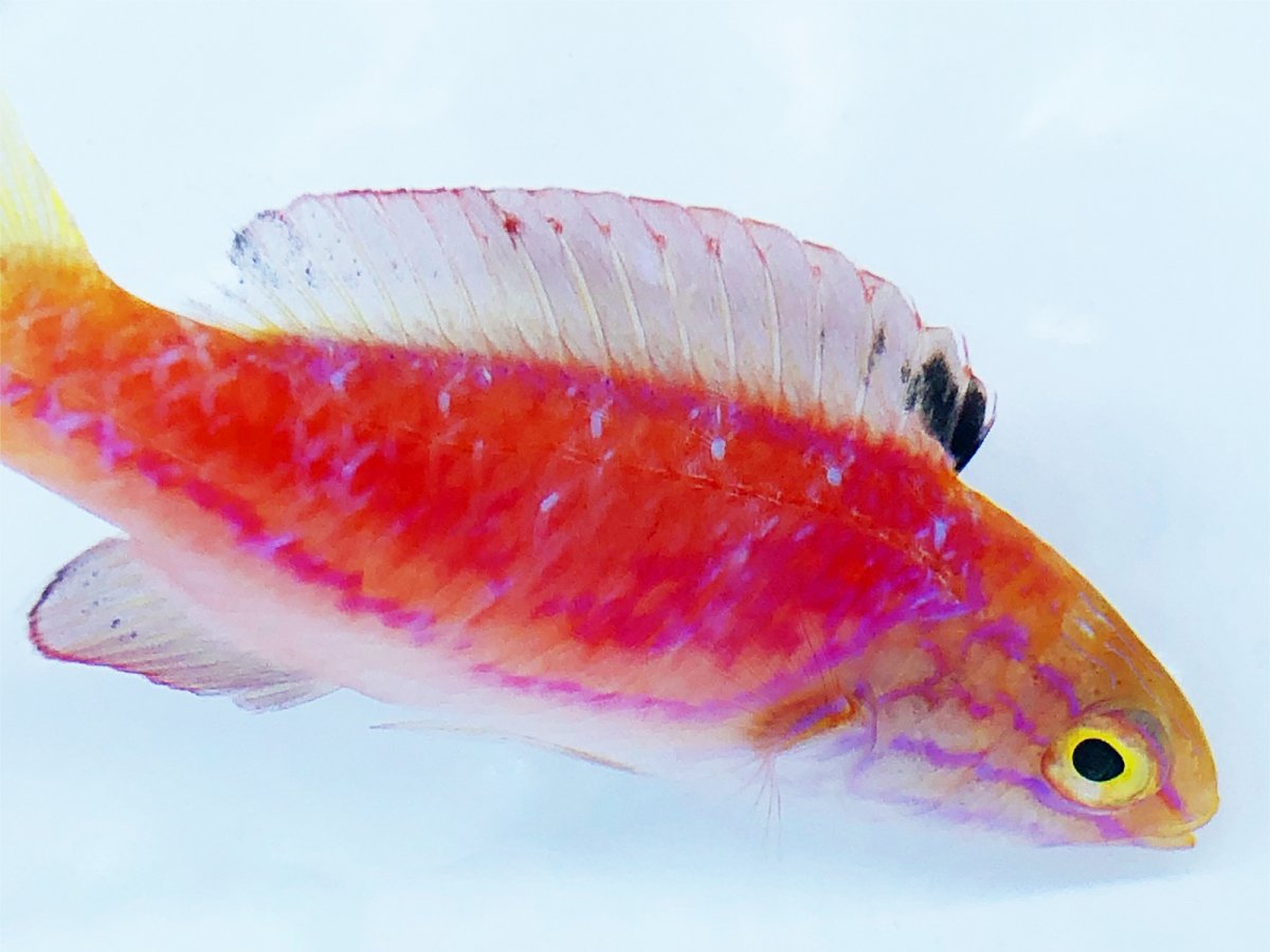 Johnsoni Wrasse 3.jpg