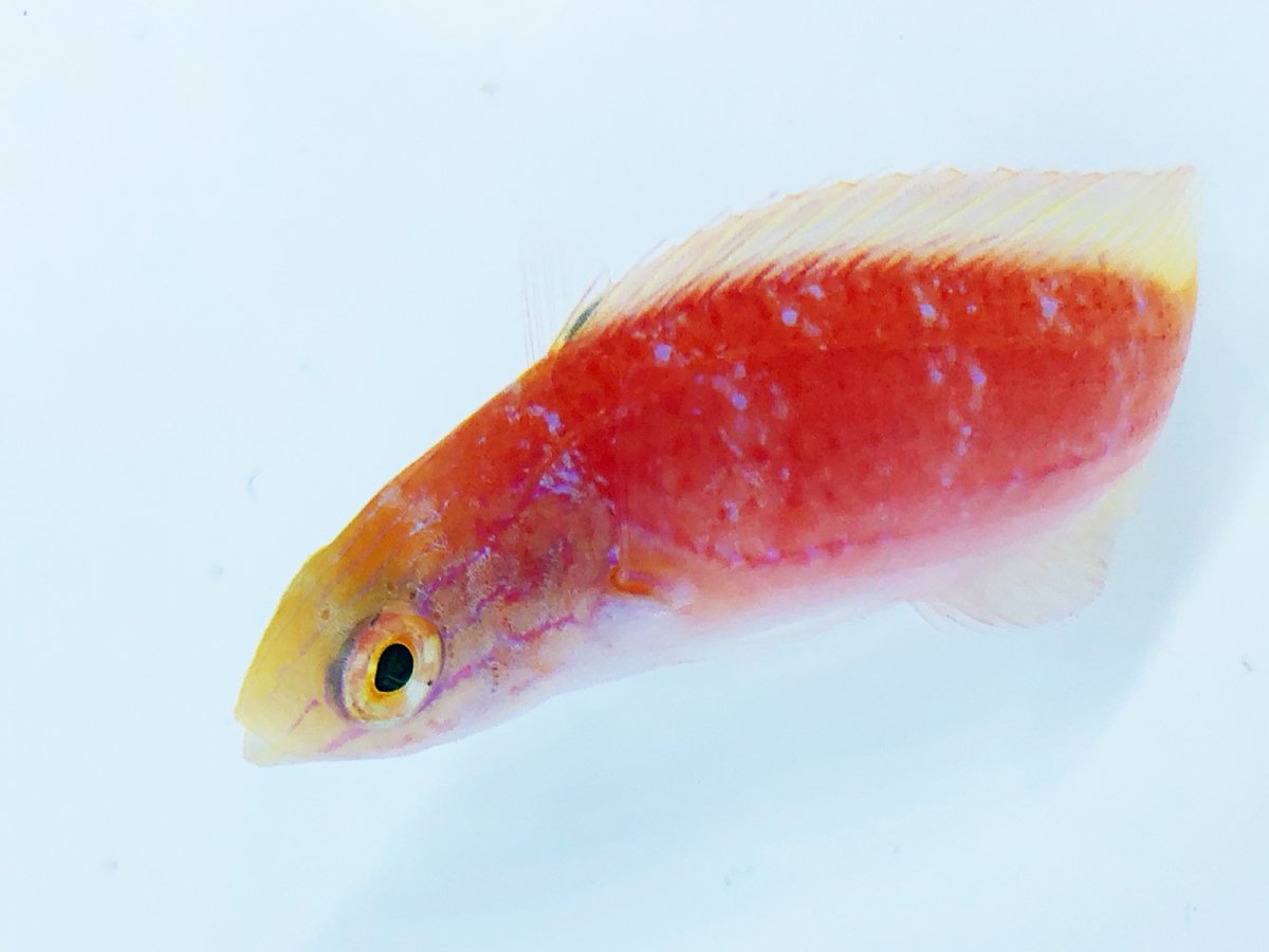 Johnsoni Wrasse Female 2.jpg