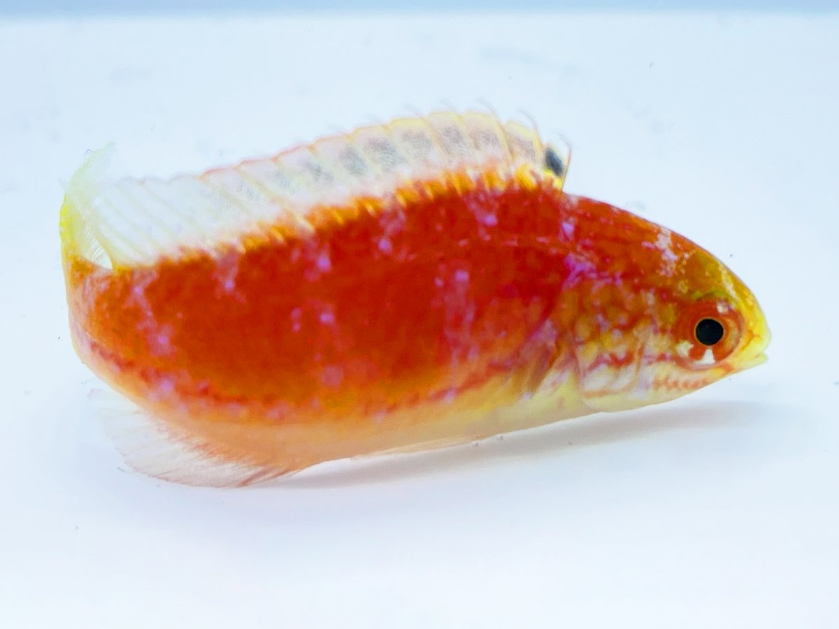 Johnsoni Wrasse Female.jpg