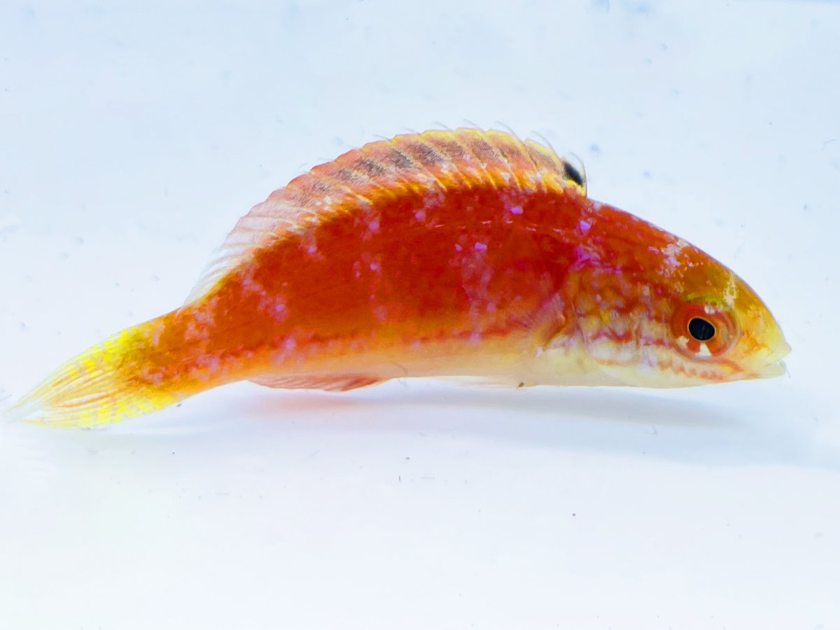 Johnsoni Wrasse .jpg