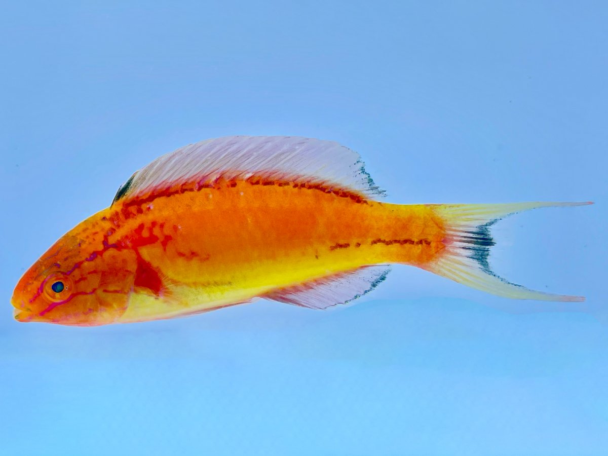 Johnsoni Wrasse Male 4.jpg