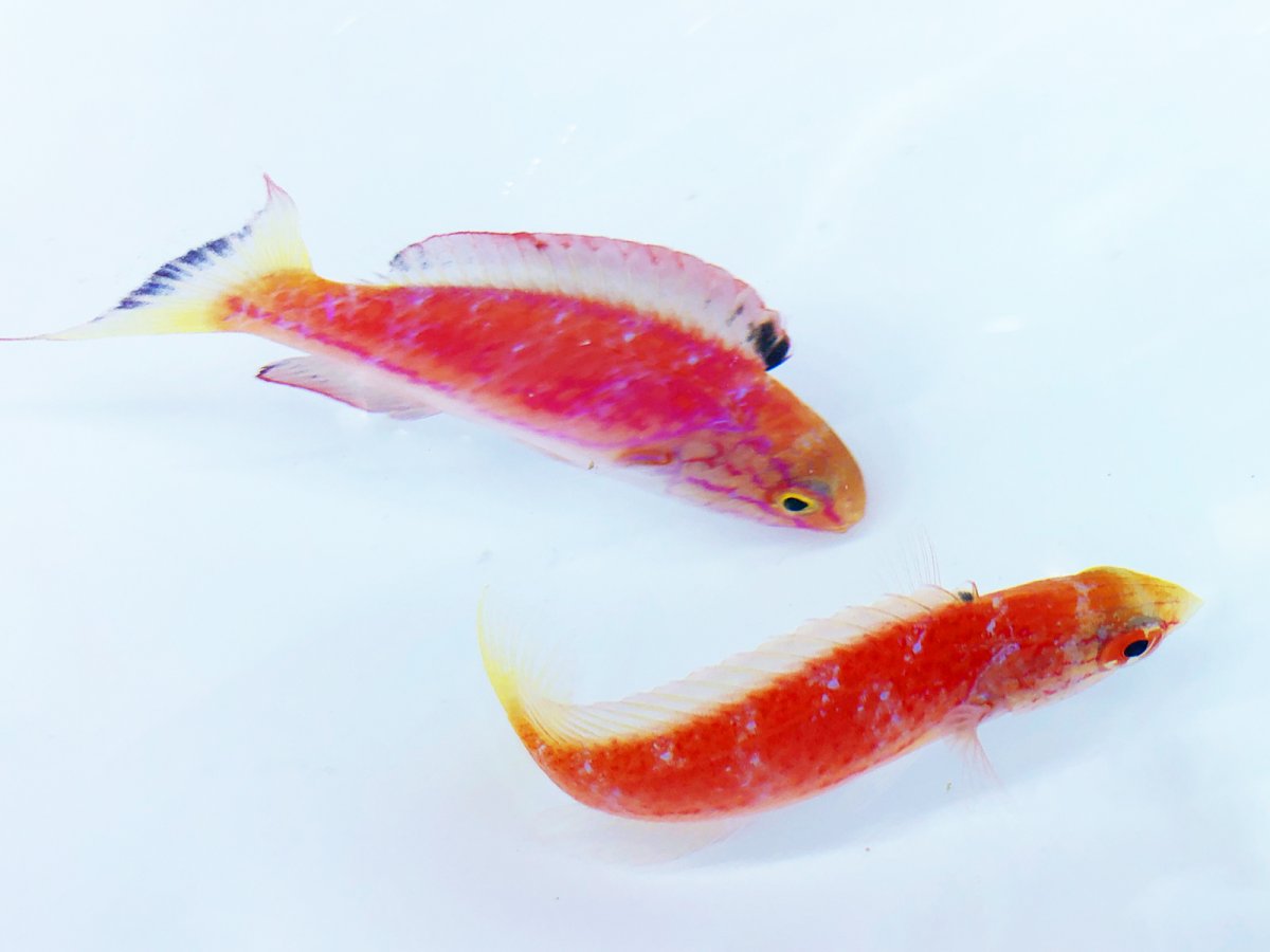 Johnsoni Wrasse Pair.jpg