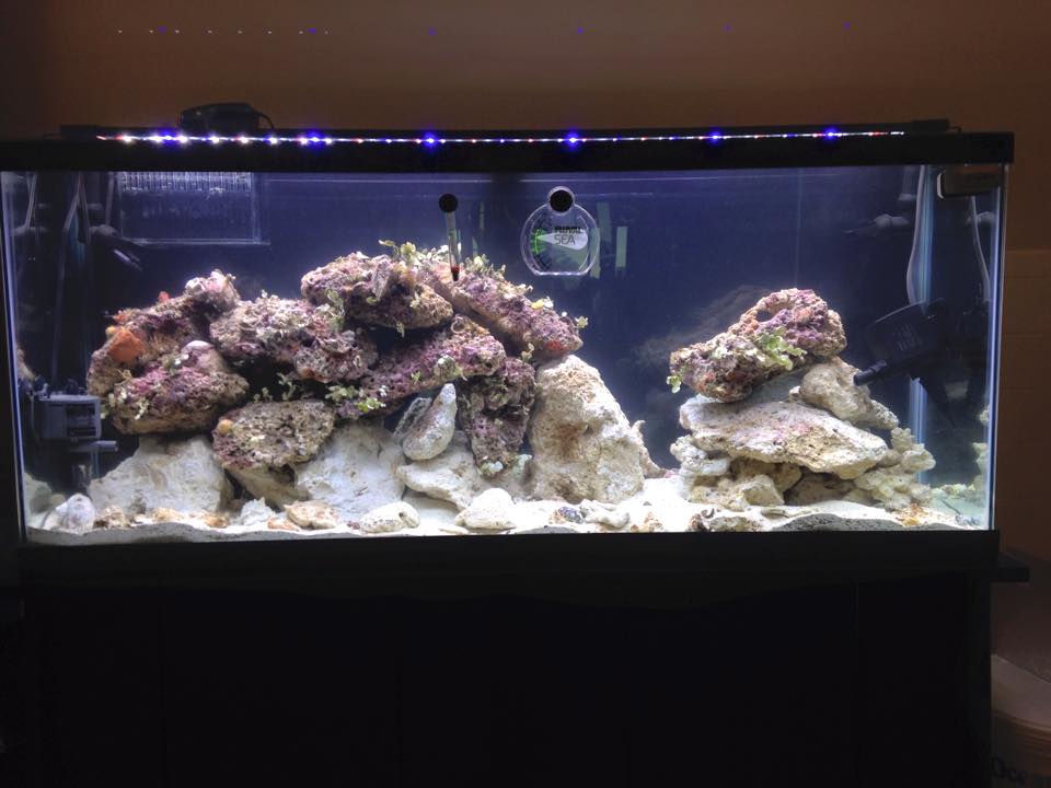 Joshs Reef July 2015.jpg