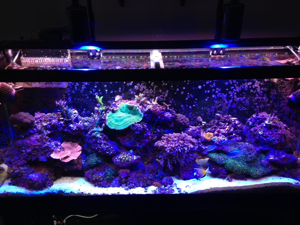 Joshs Reef June 2016.jpg