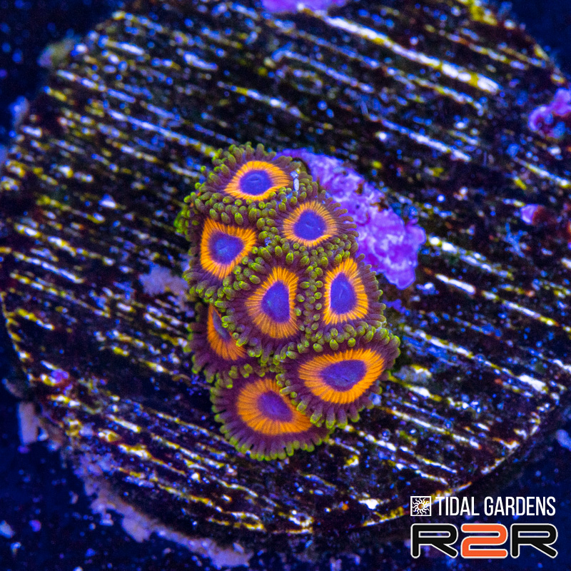 Jungle Juice Zoas.jpg