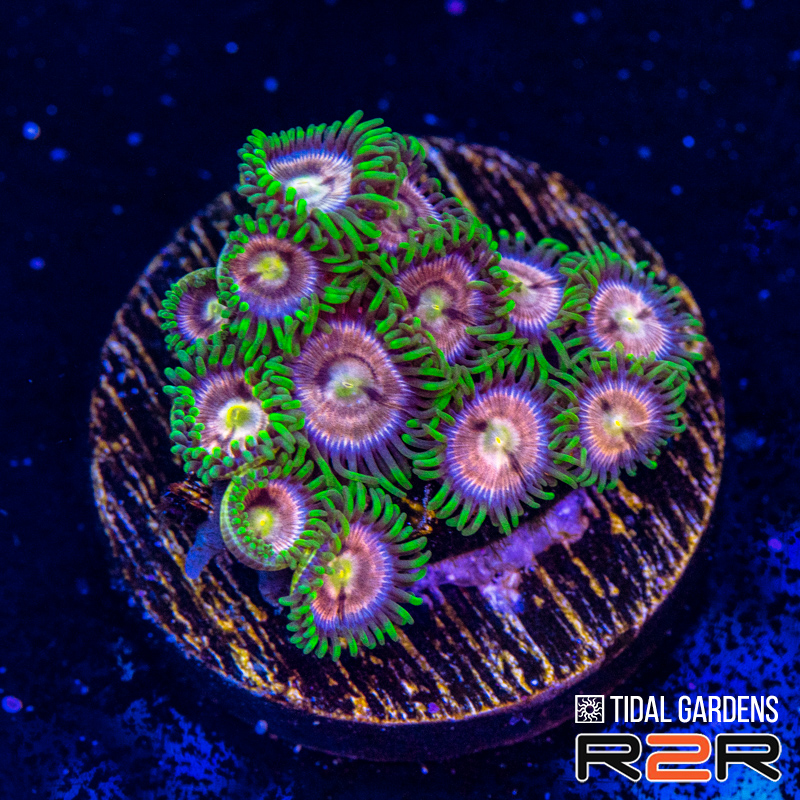 Jupiter Zoas.png