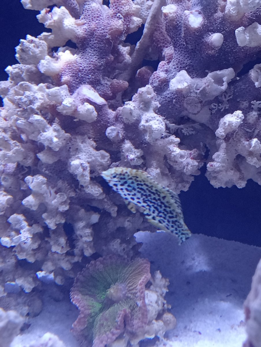 juvenile meleagris leopard wrasse 2.jpg