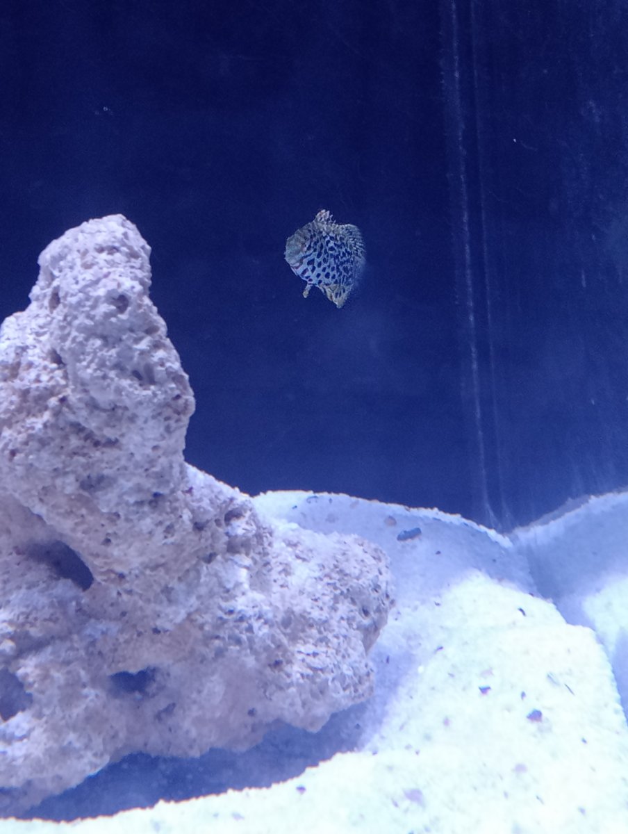 juvenile meleagris leopard wrasse.jpg