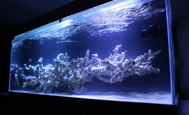 kang-reef-aquascape.jpg.a6bcf1880037ba8fcdda0efce717ed88.jpg