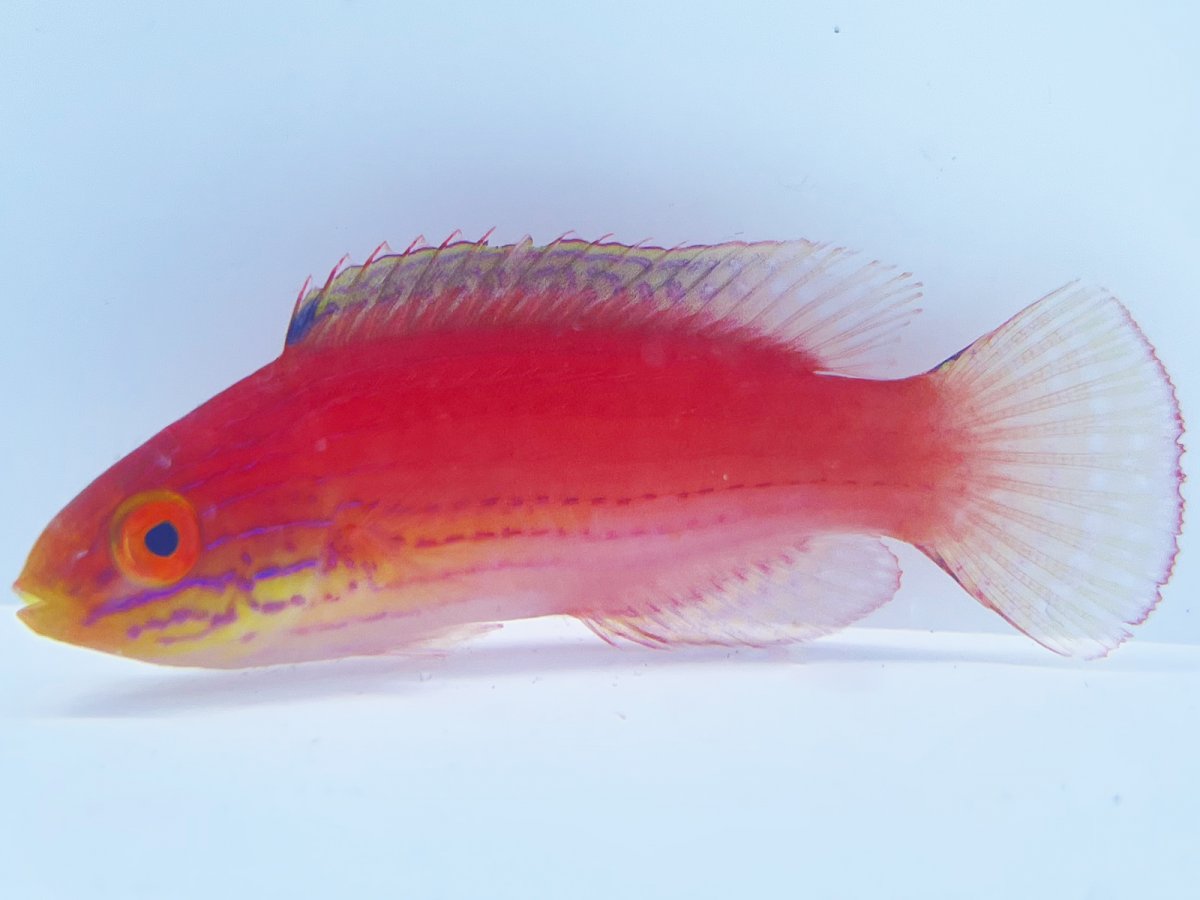 Katoi Wrasse.jpg