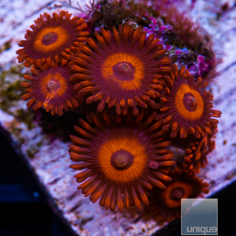 Kedd Red Zoanthids 89 62.JPG