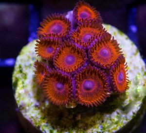 kedds-redds-zoas-300x274.jpg