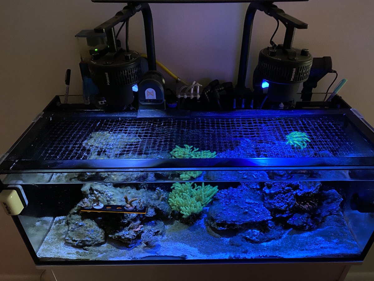 kessil light issue.jpg