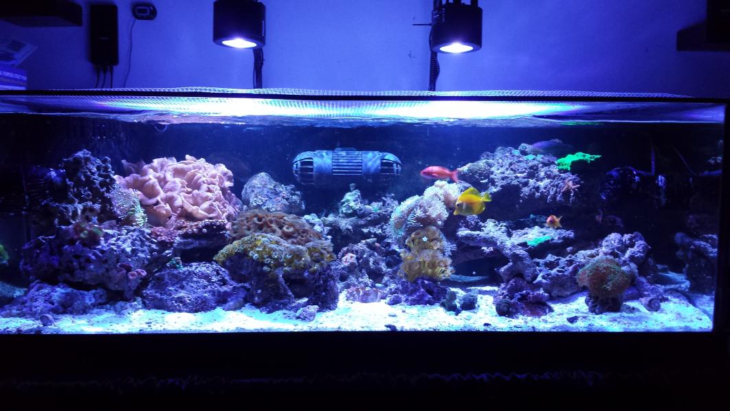 kessil7.jpg