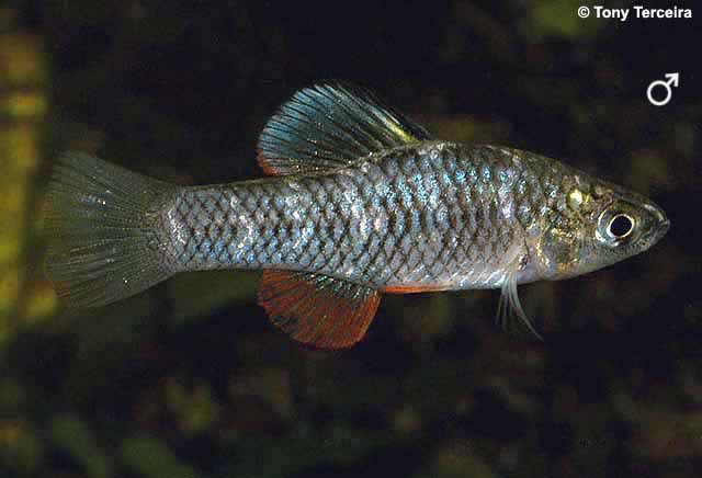 Killifish.jpg