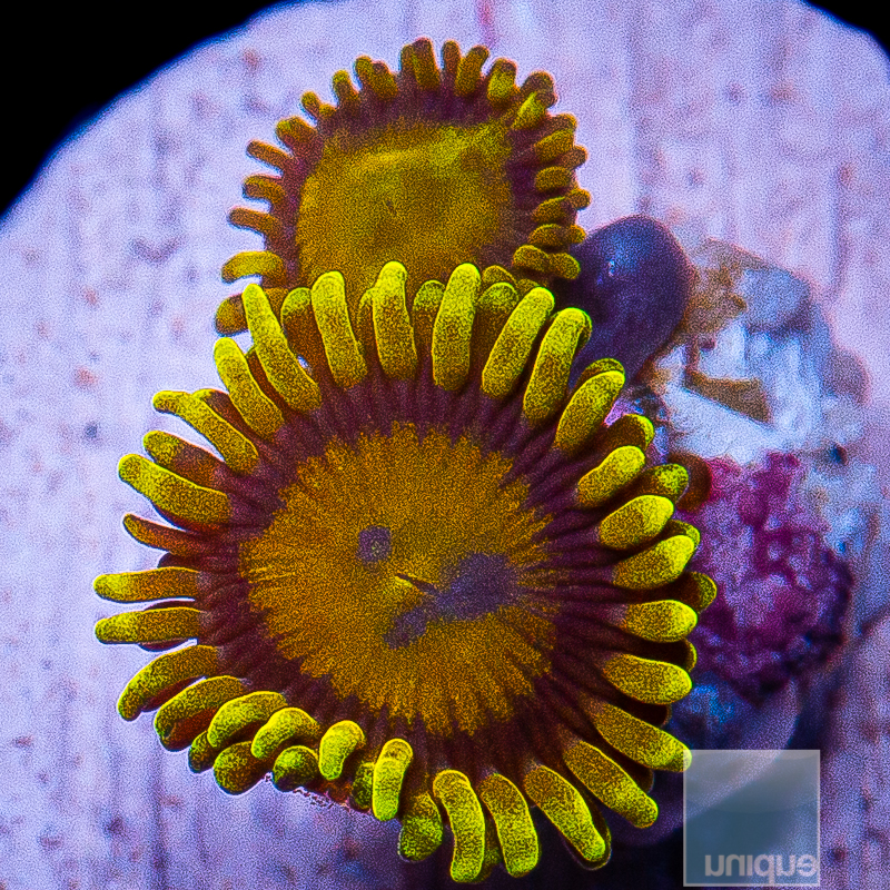 King Midas Zoanthid 10 5.JPG