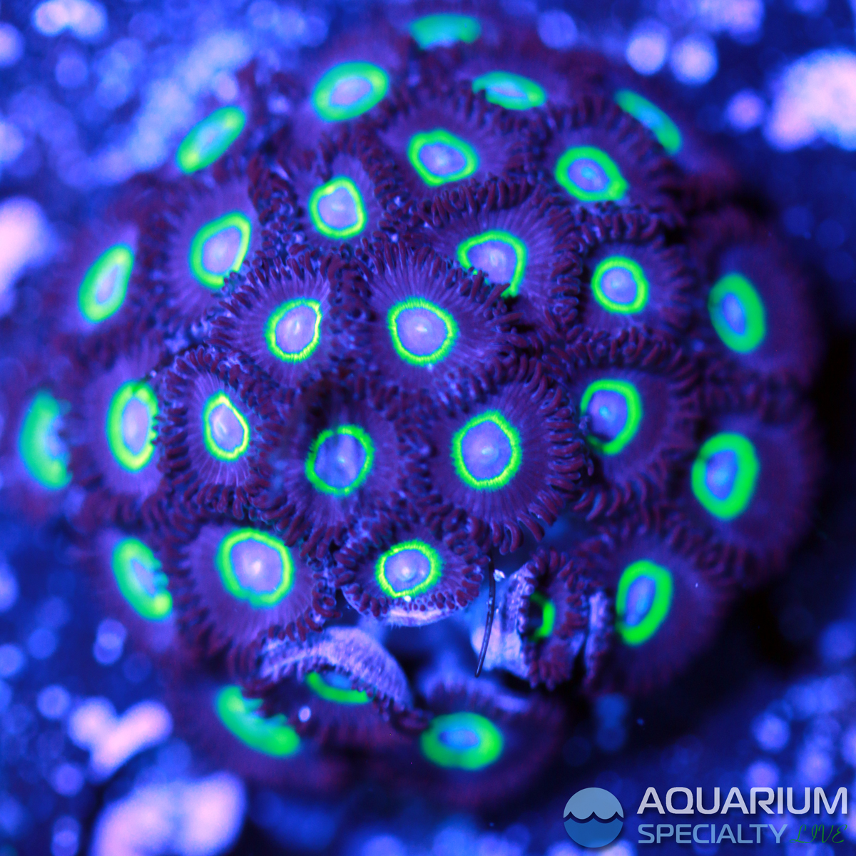 Kiwi-Lime-Pie-Zoa.jpg