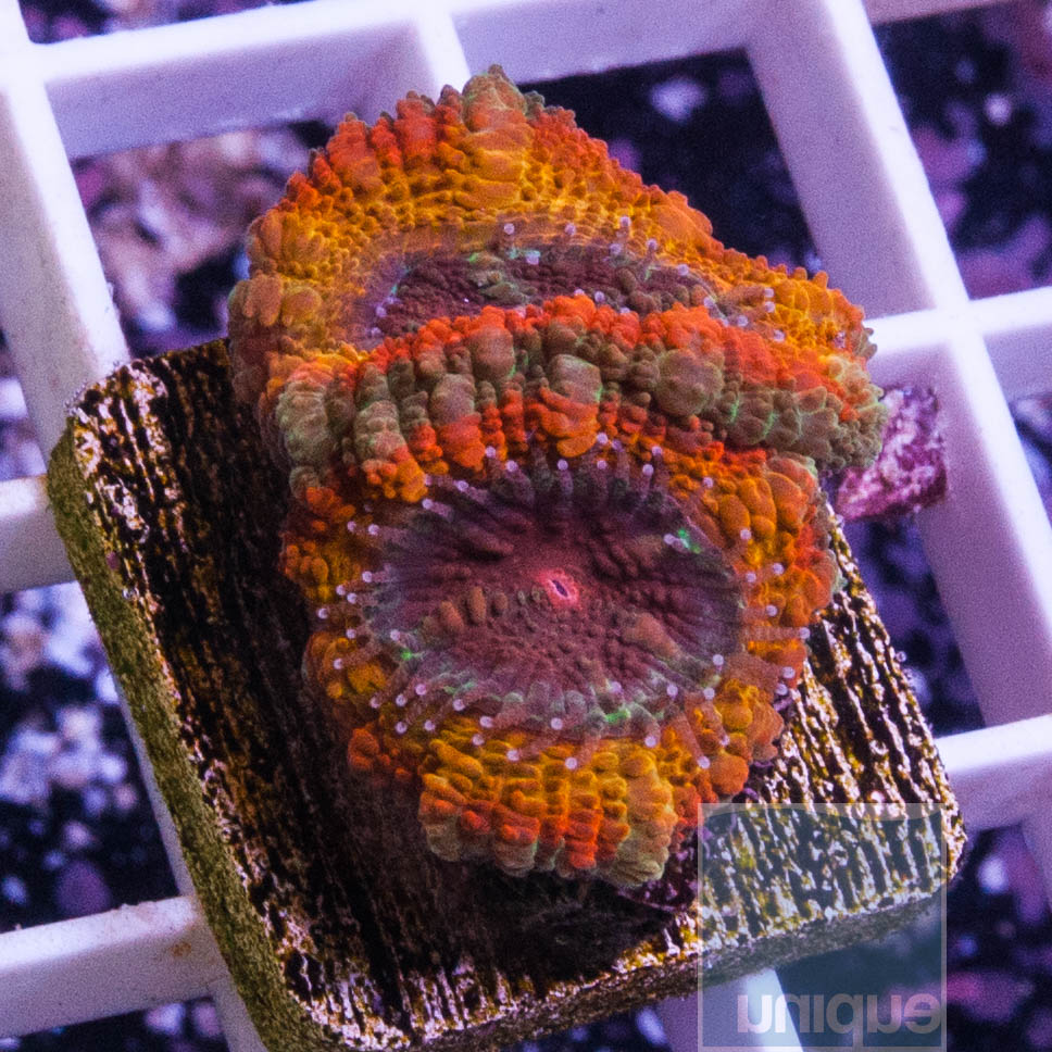 KM-1-acan-lord-30.jpg