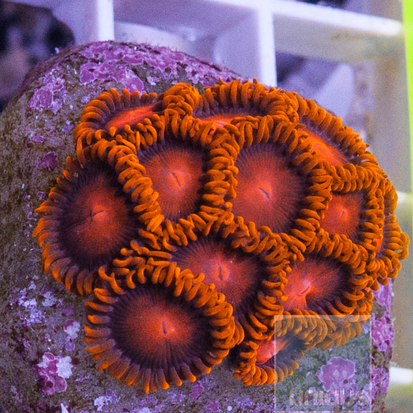 KM-1-bam-bam-zoas-50.jpg