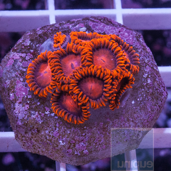 KM-1-bam-bam-zoas-50.jpg