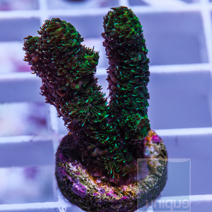 KM-1-emerald-millepora-8.jpg