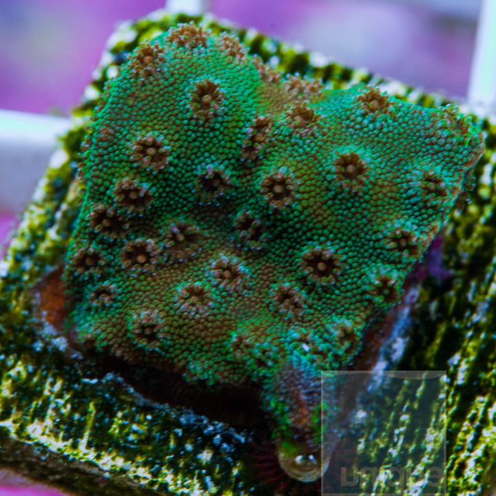 KM-1-green-cyphastrea-5.jpg