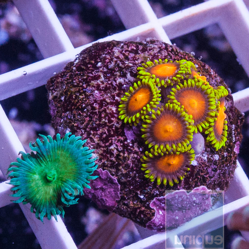 KM-1-mayan-sun-zoas-30.jpg