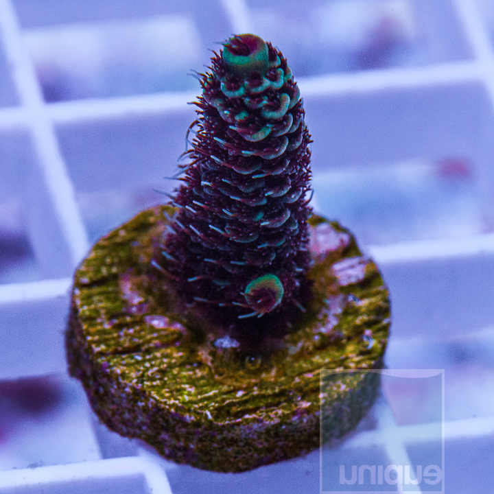 KM-1-millepora-5.jpg