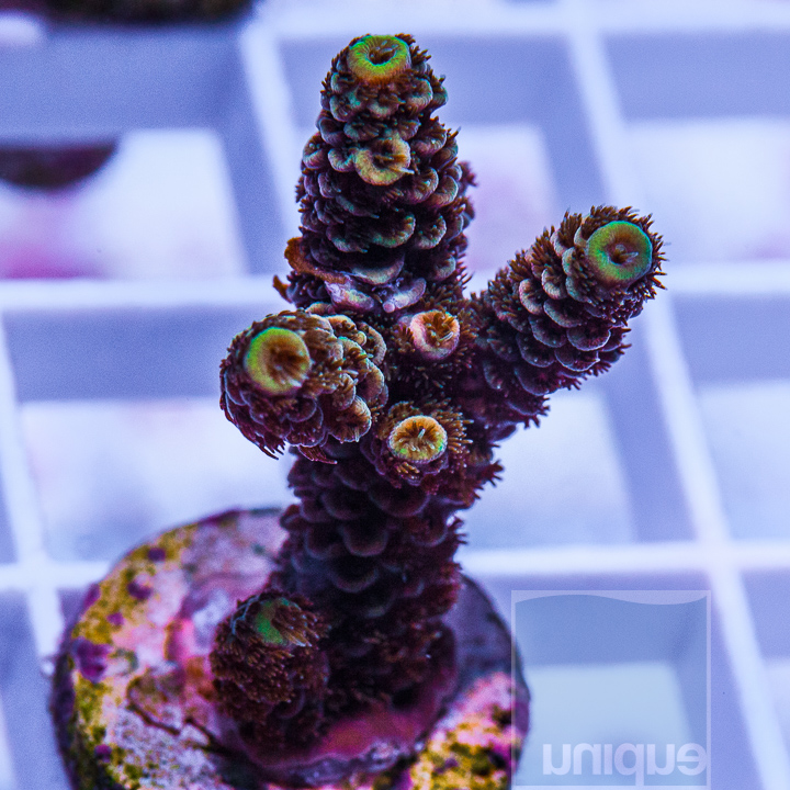 KM-1-multicolor-millepora-20.jpg