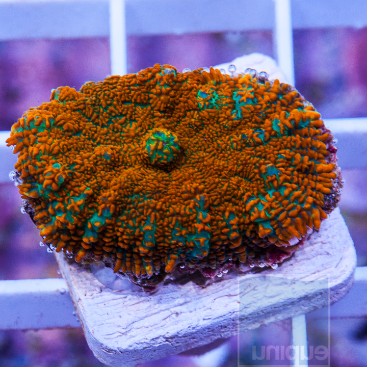 KM-1-orange-blue-rhodactis-25.jpg