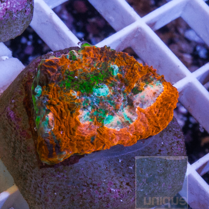 KM-1-orange-crush-acan-echinata-50.jpg