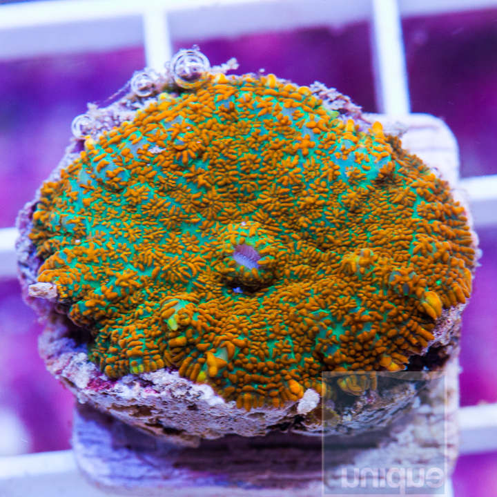 KM-1-orange-velvet-rhodactis-20.jpg