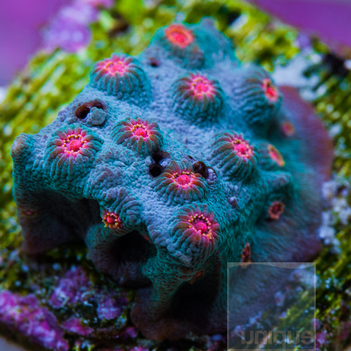 KM-1-pink-eyed-cyphastrea-30.jpg