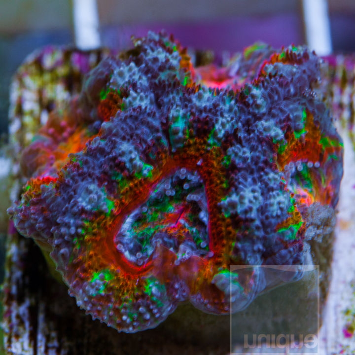 KM-1-rainbow-acan-40.jpg