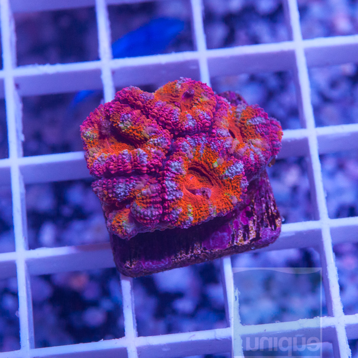 KM-1-rainbow-acan-50.jpg