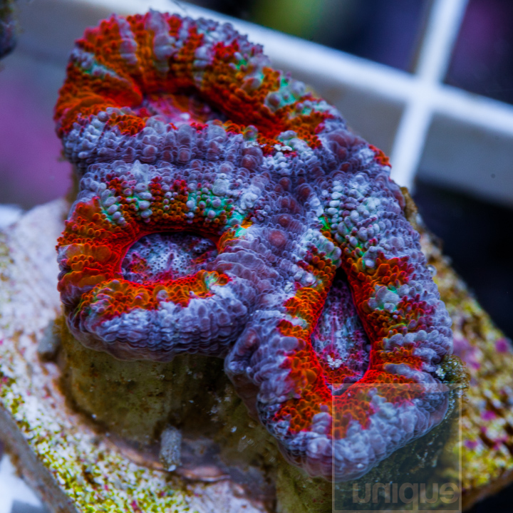 KM-1-rainbow-acan-lord-25.jpg