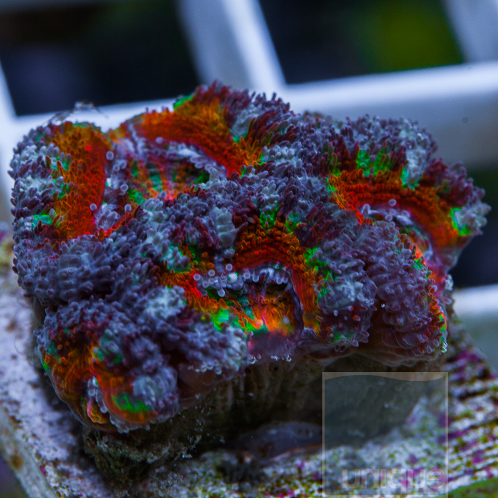 KM-1-rainbow-acan-lord-frag-30.jpg