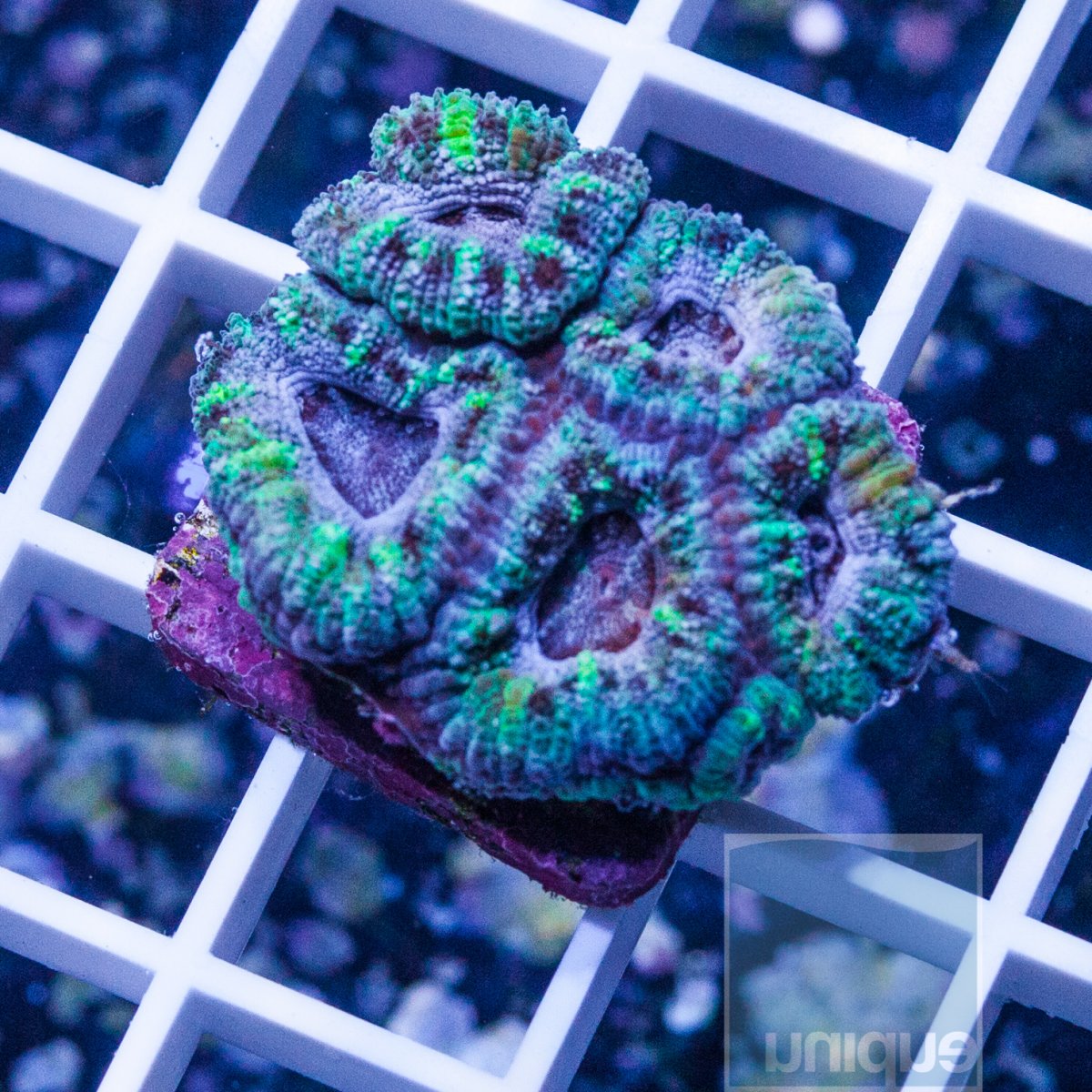 KM-1half-acan-lord-20.jpg