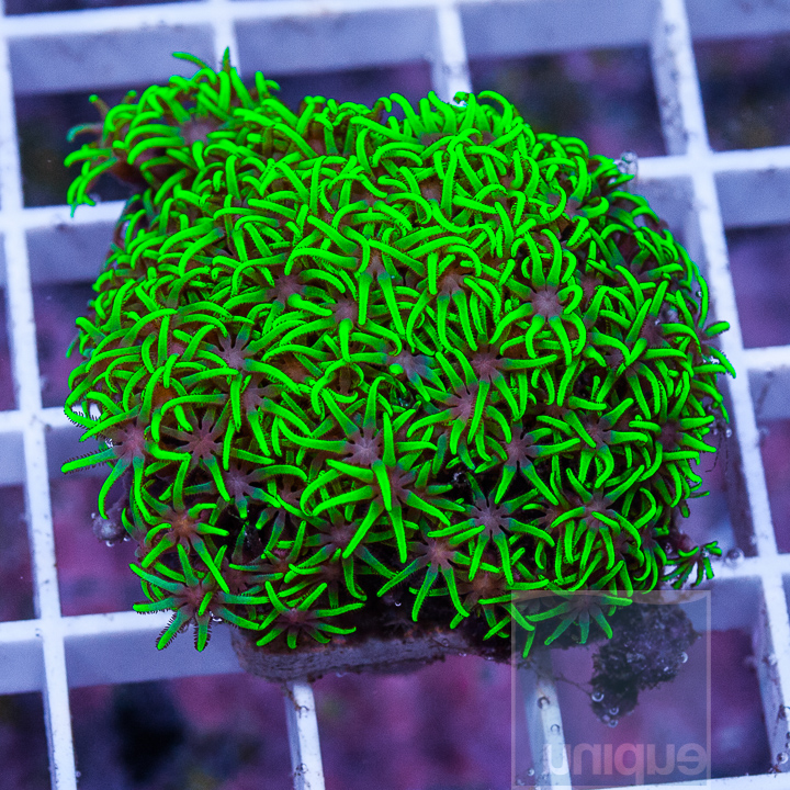 KM-1half-electric-green-star-polyps-20.jpg