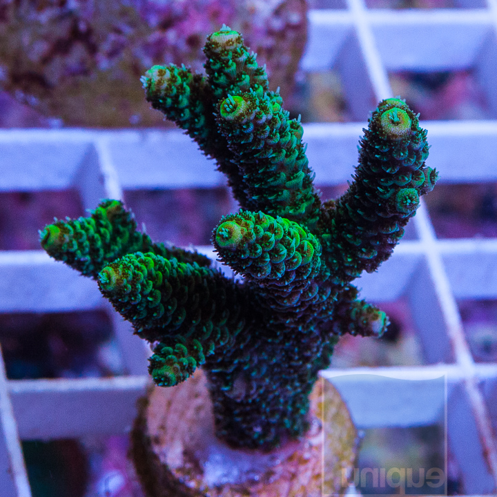 KM-1half-emerald-millepora-20.jpg