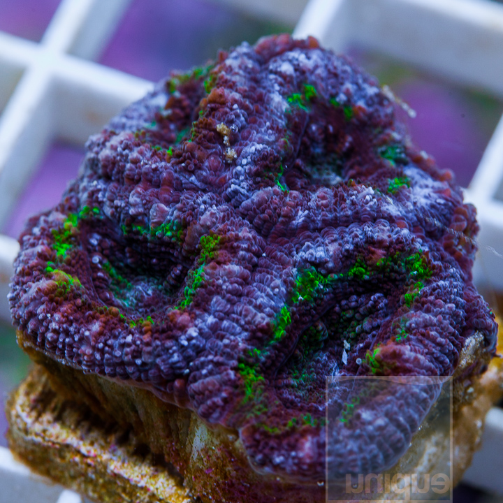 KM-1half-green-acan-23.jpg