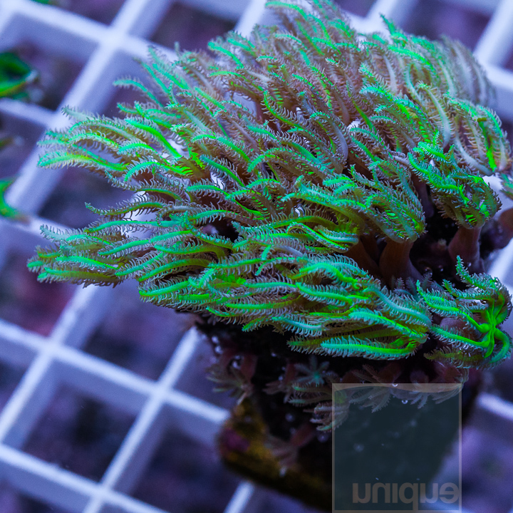 KM-1half-green-organ-pipe-coral-30.jpg