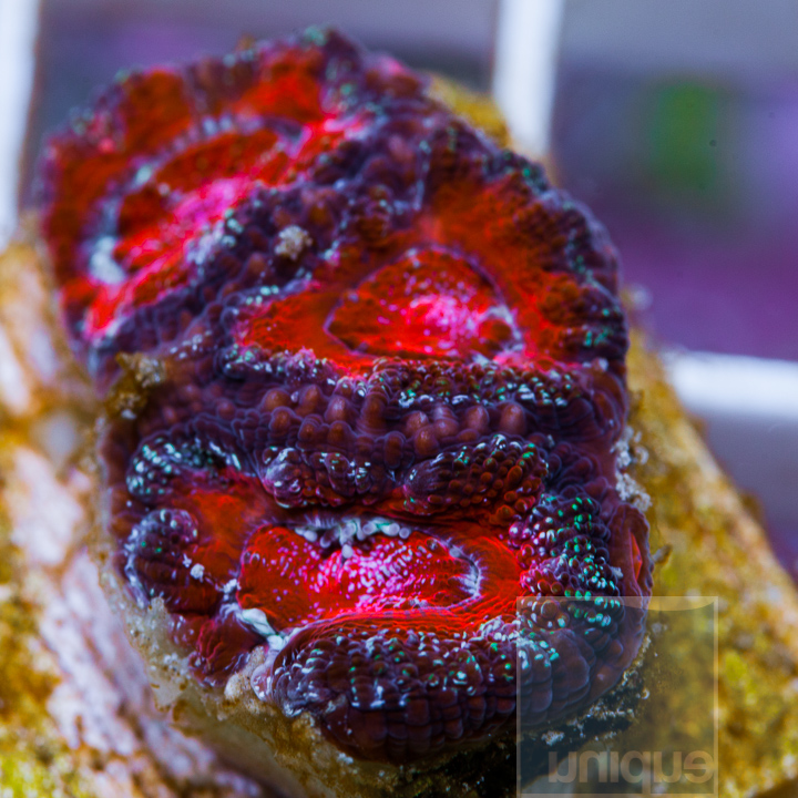 KM-1half-hot-red-acan-lord-20.jpg