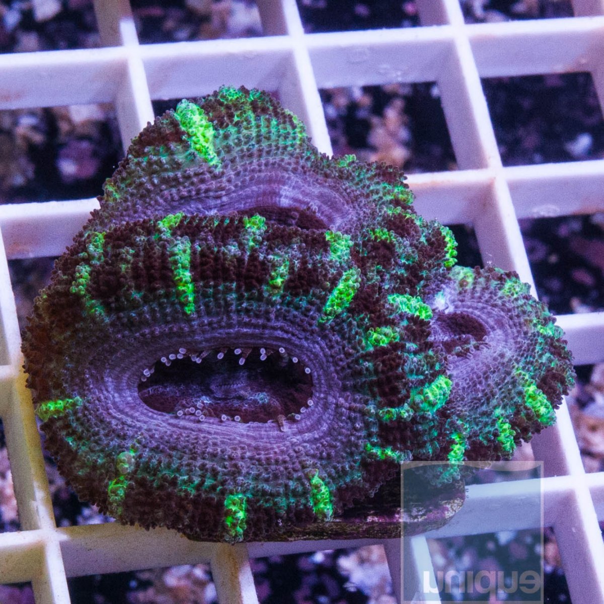 KM-1half-mint-stripes-acan-lord-20.jpg