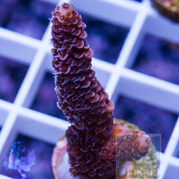 KM-1half-pink-millepora-25.jpg