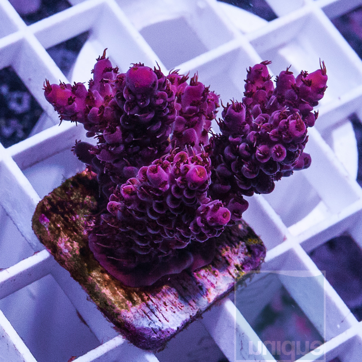 KM-1half-pink-millepora-40.jpg