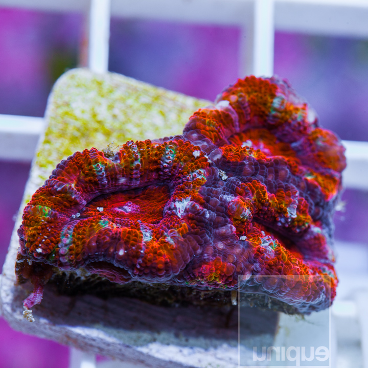 KM-1half-rainbow-acan---25.jpg